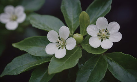 Beautiful small white flowers with green leaves on a black background.の写真素材