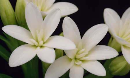 White lilies on a black background. Close-up of flowers.の写真素材