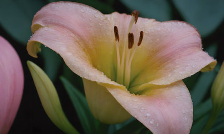 Close up of lily with raindrops on the petals.の写真素材