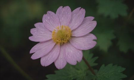 pink anemone flower in the garden with green leaves backgroundの写真素材