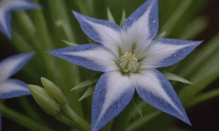 Close up of a blue and white flower with green leaves in the backgroundの写真素材
