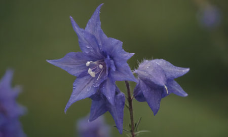 Campanula grandiflora, blue bellflower in bloomの写真素材
