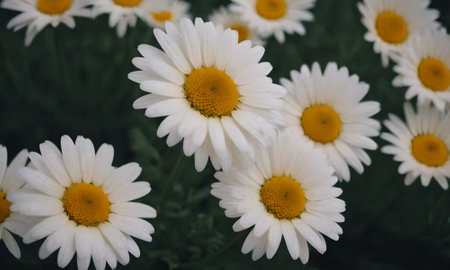 Beautiful white daisies on a dark green background. Close-up.の写真素材