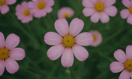 Cosmos flowers blooming in the garden with soft focus background.の写真素材