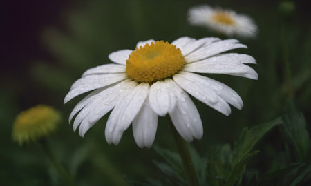 Chamomile flower with dew drops on petals.の写真素材