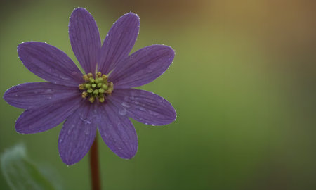 Purple flower with water droplets on the petals and green backgroundの写真素材