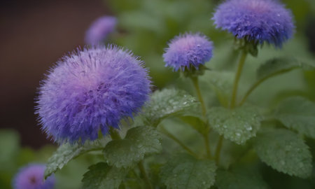 Purple flowers in the garden. Shallow depth of field.の写真素材