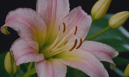 Pink lily with raindrops on the petals close-upの写真素材