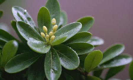 Close up of green leaves with small yellow flower in the garden.の写真素材