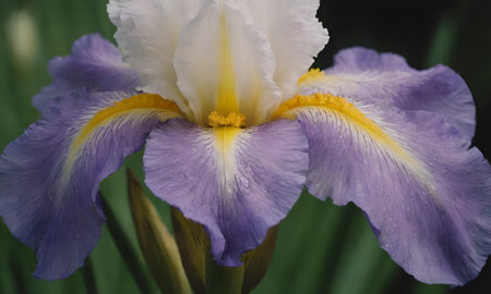 Purple and yellow iris flower closeup on dark green background