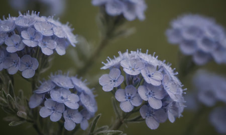 Hydrangea arvensis, small blue flowers on green backgroundの写真素材