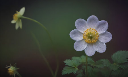 Anemone nemorosa, windflower, wood anemoneの写真素材