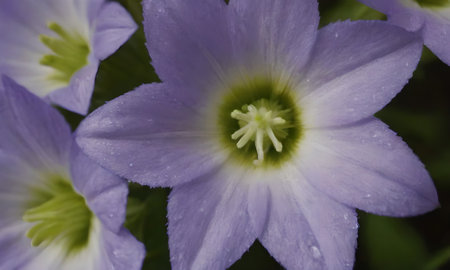 Close up of purple flower with water droplets on petals.の写真素材