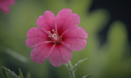 pink hibiscus flower in the garden with blurred background