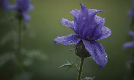 Purple flowers with dew drops on the petals and green backgroundの写真素材