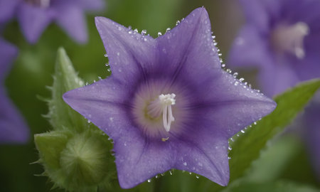 Campanula grandiflora, close up of purple flowers