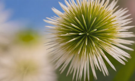 close up of a white and yellow flower with shallow depth of fieldの写真素材