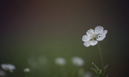 White flower with water drops on the petals and blurred background.の写真素材