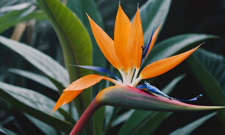 Strelitzia reginae,Gran Canaria,Spainの写真素材
