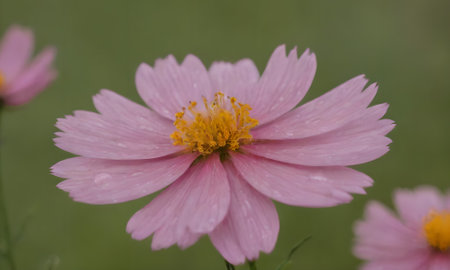 Cosmos flower with water droplets on the petals, close upの写真素材