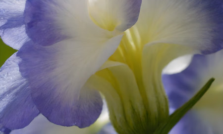 Beautiful iris flower close-up. Macro photography. Selective focus.の写真素材
