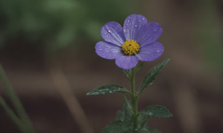 Purple flower with raindrops on the petals and green background