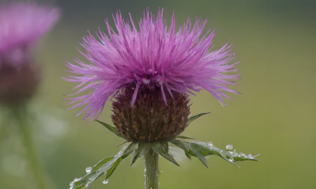 Purple Thistle, Centaurea thistle, with raindropsの写真素材
