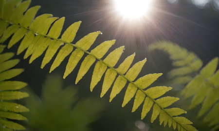 green fern leaves with sun rays in the background. soft focusの写真素材
