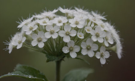 White flowers on a green background, close-up, macro photography
