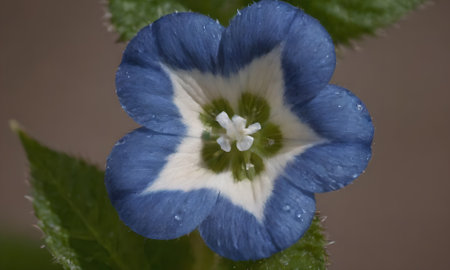 blue flower with drops of dew on petals close-up