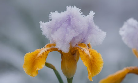 Iris flower covered with hoarfrost, close-up.の写真素材