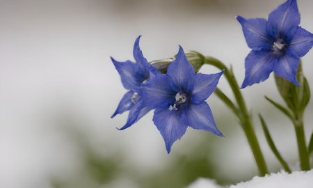 Close-up of a blue flower in the snow on a blurred backgroundの写真素材