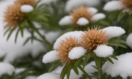 Snow on the flowers of Echinacea purpurea in the gardenの写真素材