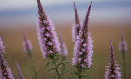 Purple flowers in the field at sunset. Selective focus.の写真素材