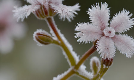 Hoarfrost on the flowers in the garden. Macro photo.
