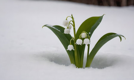 Lily of the valley (Convallaria majalis) in snowの写真素材