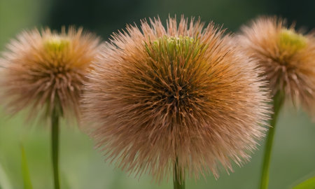 Close up of Thistle flowers in the garden, selective focus.の写真素材