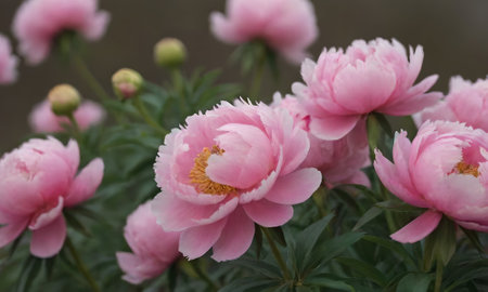 pink peony flowers in the garden, closeup of photoの写真素材