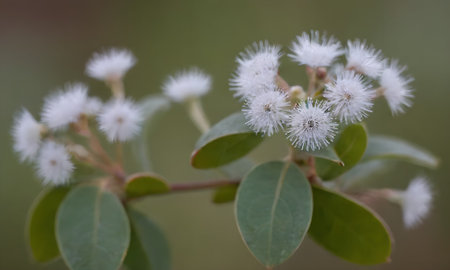 Eucalyptus, Eucalyptus blossomの写真素材