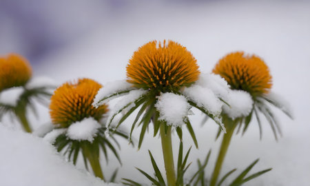 Echinacea purpurea flowers in the snow, close upの写真素材