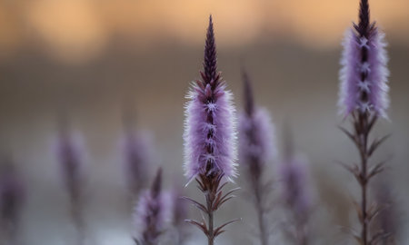 purple flower in the meadow at sunset, shallow depth of fieldの写真素材