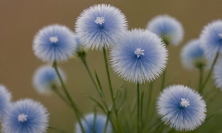 Blue cornflowers in the meadow, close-up.