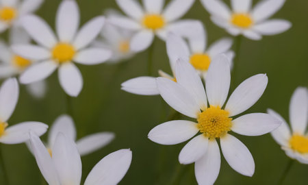 Close up of white daisies on a green meadow.の写真素材