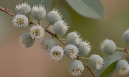 Eucalyptus branch with fruits and leaves close-upの写真素材
