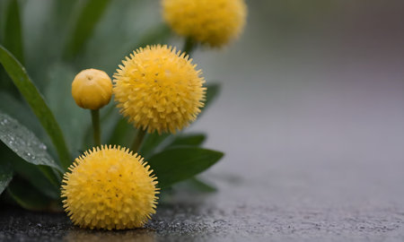 Close up of yellow flower with water droplets on grey background.