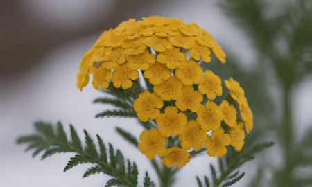 Yellow flowers of Achillea millefolium in the gardenの写真素材