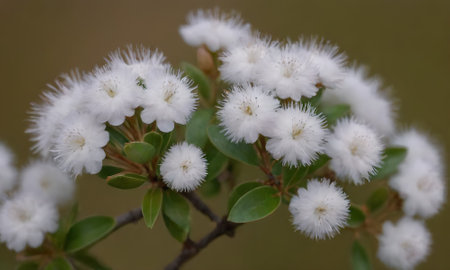 Flowering bush with white flowers on a blurred green background.