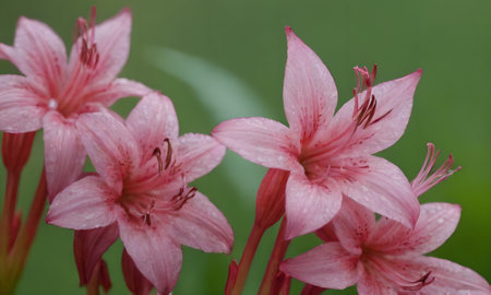 Beautiful pink lily flowers on a green background in the gardenの写真素材