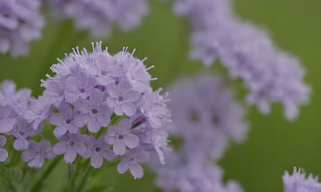 Lavender flowers in the garden. Selective soft focus.の写真素材