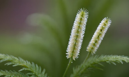 Close-up of a plant with small white flowers on a blurred background
